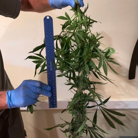 White Window growlog timeline photo