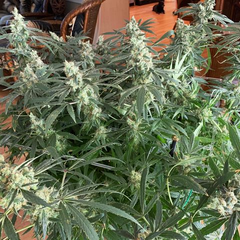 White Window growlog timeline photo