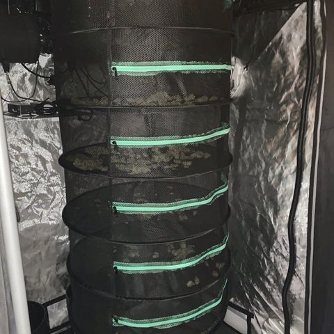 White Window growlog timeline photo