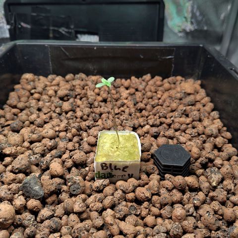 Blueberry  growlog timeline photo