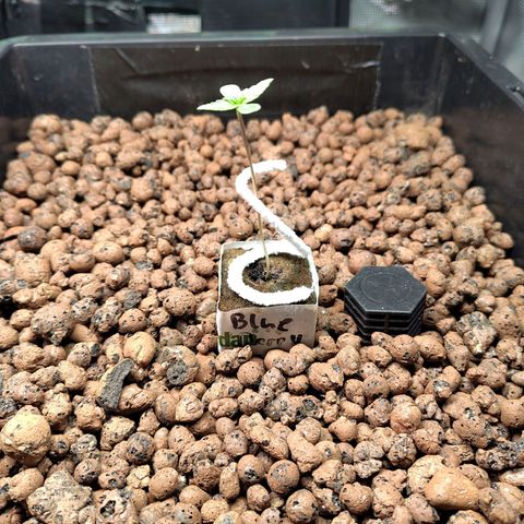 Blueberry  growlog timeline photo