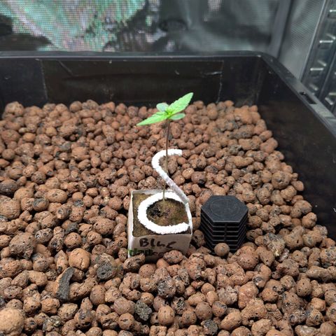 Blueberry  growlog timeline photo