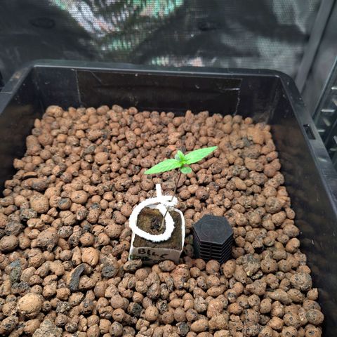 Blueberry  growlog timeline photo