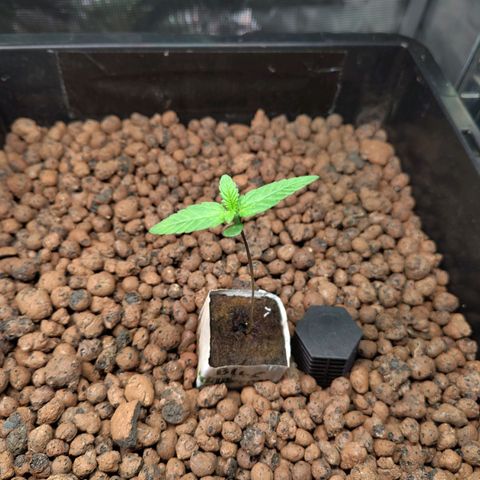Blueberry  growlog timeline photo