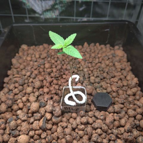 Blueberry  growlog timeline photo