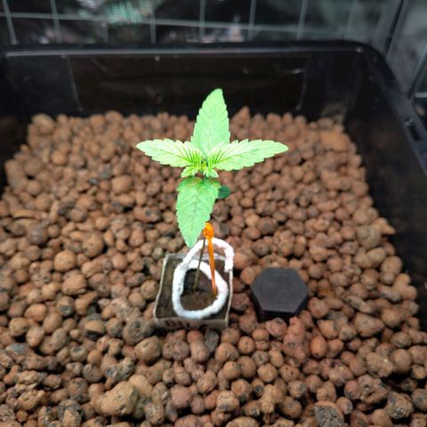 Blueberry  growlog timeline photo