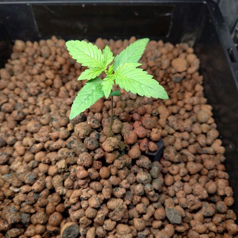 Blueberry  growlog timeline photo