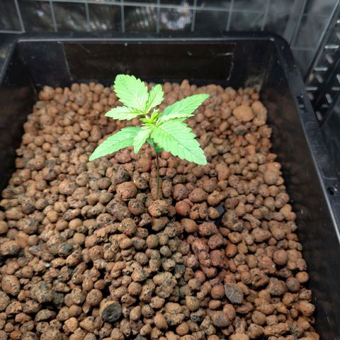 Blueberry  growlog timeline photo
