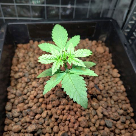 Blueberry  growlog timeline photo