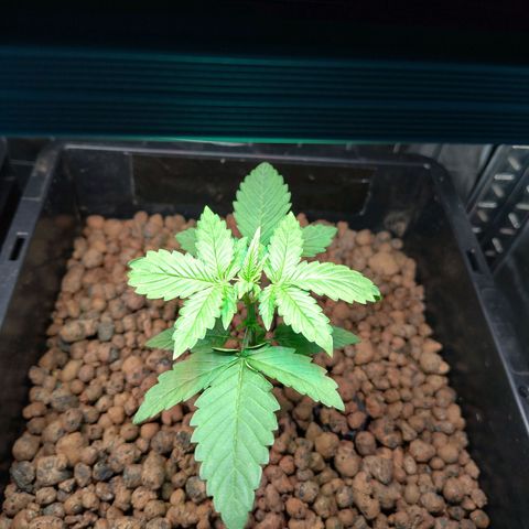 Blueberry  growlog timeline photo