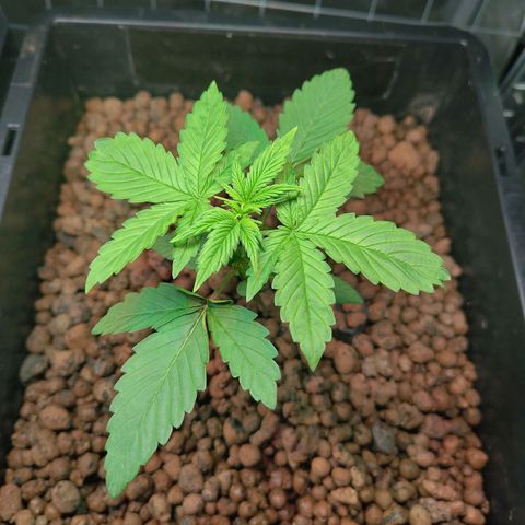 Blueberry  growlog timeline photo