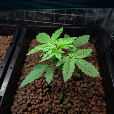 Blueberry  growlog timeline photo