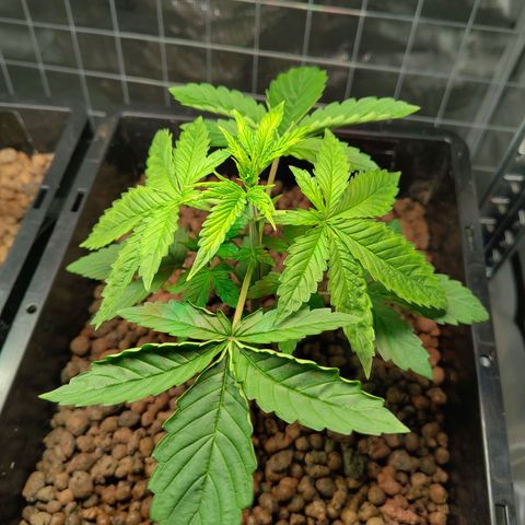 Blueberry  growlog timeline photo