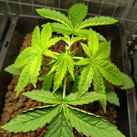Blueberry  growlog timeline photo