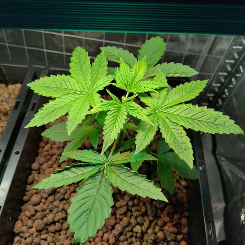 Blueberry  growlog timeline photo
