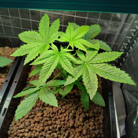 Blueberry  growlog timeline photo