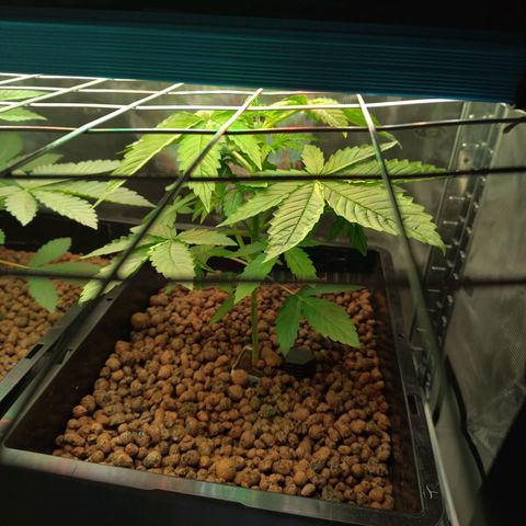 Blueberry  growlog timeline photo