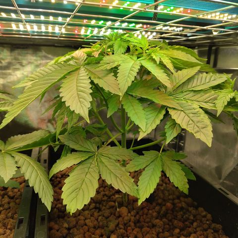 Blueberry  growlog timeline photo