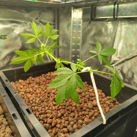Blueberry  growlog timeline photo