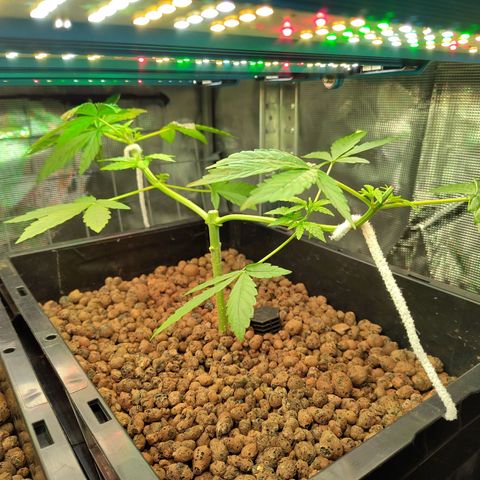 Blueberry  growlog timeline photo