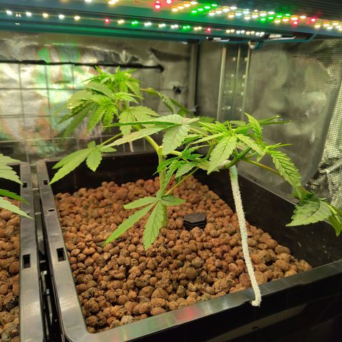 Blueberry  growlog timeline photo
