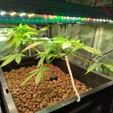 Blueberry  growlog timeline photo