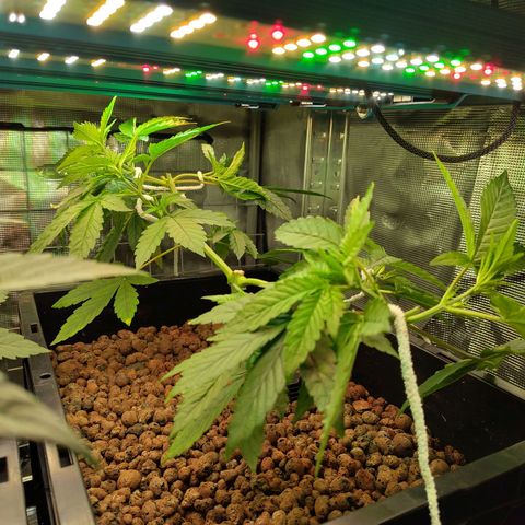 Blueberry  growlog timeline photo
