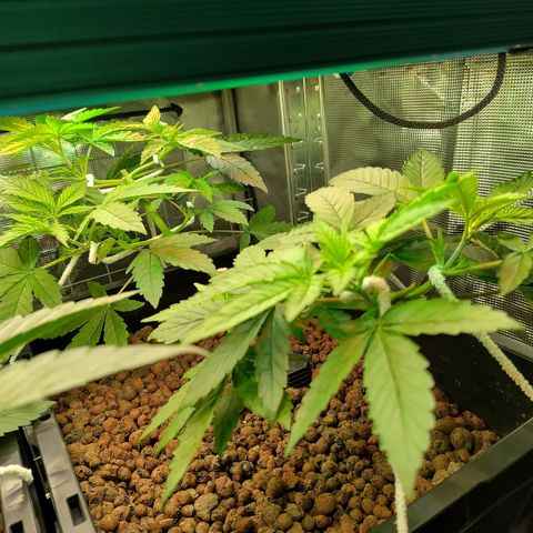 Blueberry  growlog timeline photo