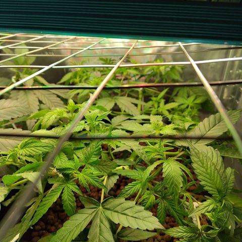 Blueberry  growlog timeline photo