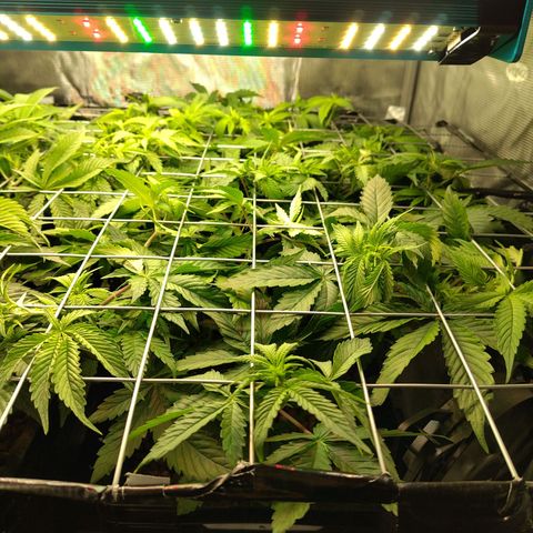 Blueberry  growlog timeline photo