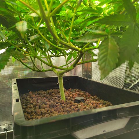 Blueberry  growlog timeline photo
