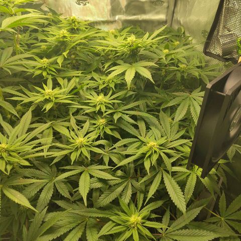 Blueberry  growlog timeline photo