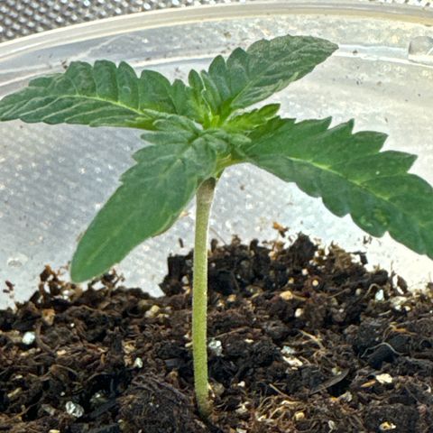 29-mar  Purple Haze growlog timeline photo