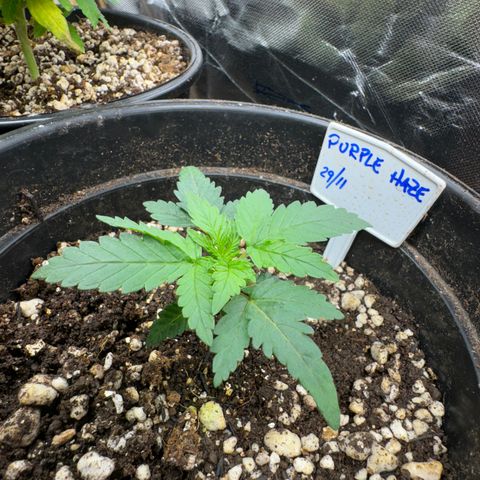 29-mar  Purple Haze growlog timeline photo