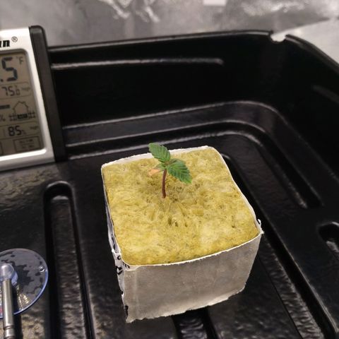 White Widow growlog timeline photo