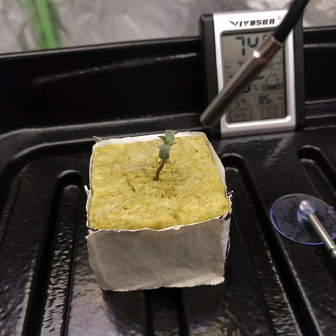 White Widow growlog photo: Looking good bouncing back from a little to much water