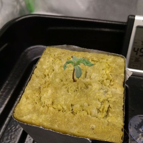 White Widow growlog photo: Looking real healthy after their feeding. Second pic leaves where born like that 