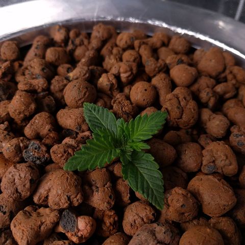 White Widow growlog photo: Transplanted into hydro system. Feed higher dosage . Hook up co2.