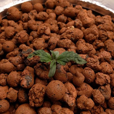 White Widow growlog photo: Transplanted into hydro system. Feed higher dosage . Hook up co2.