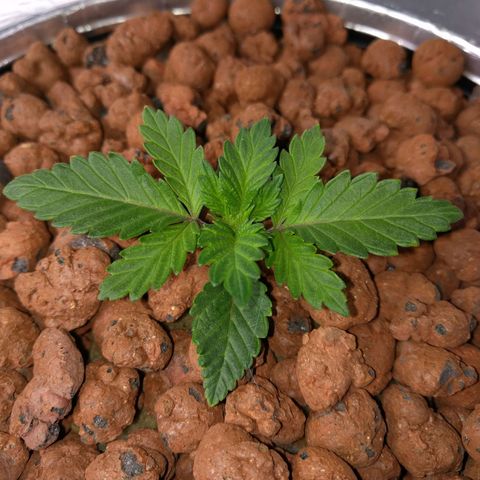 White Widow growlog photo: Looking good