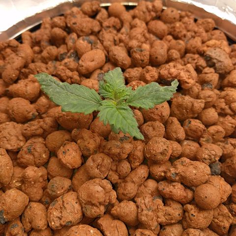White Widow growlog photo: Looking good