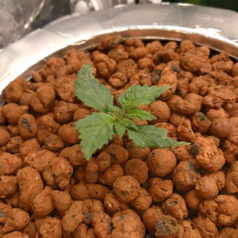 White Widow growlog photo: Looking good still no roots at the bottom of the net 
