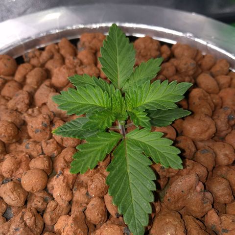 White Widow growlog photo: Looking good still no roots at the bottom of the net 