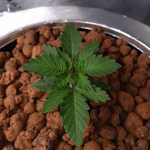 White Widow growlog photo: Plant roots are almost out the bucket . Older plant cut the 4th node. 