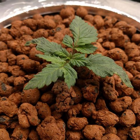 White Widow growlog photo: Plant roots are almost out the bucket . Older plant cut the 4th node. 