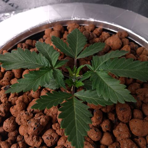 White Widow growlog photo: Looking good . First pic, youngest plant got fimmed today. Second plant recovering real well after topping.