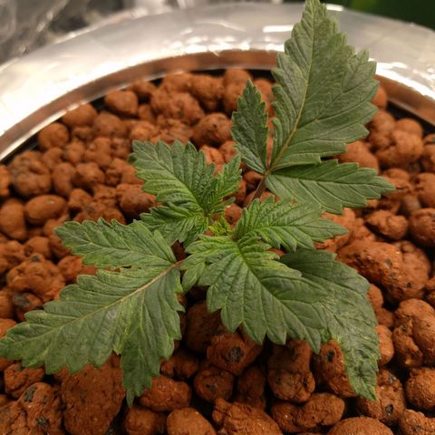White Widow growlog photo: Looking good . First pic, youngest plant got fimmed today. Second plant recovering real well after topping.