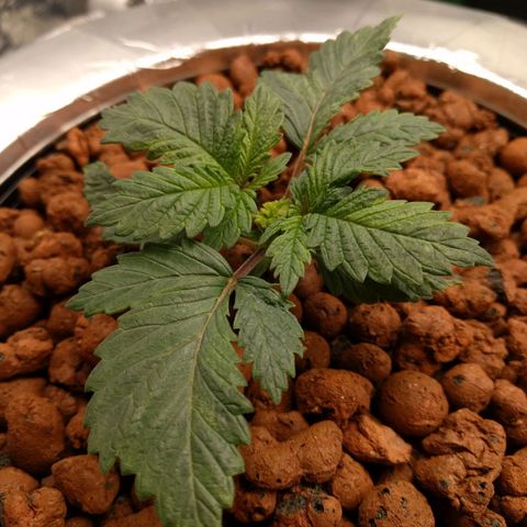 White Widow growlog photo: Looking good