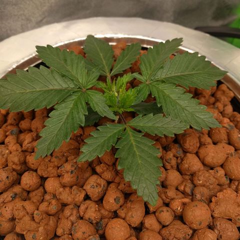 White Widow growlog photo: Looking good