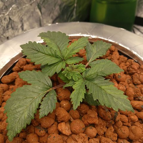 White Widow growlog photo: Looking very healthy